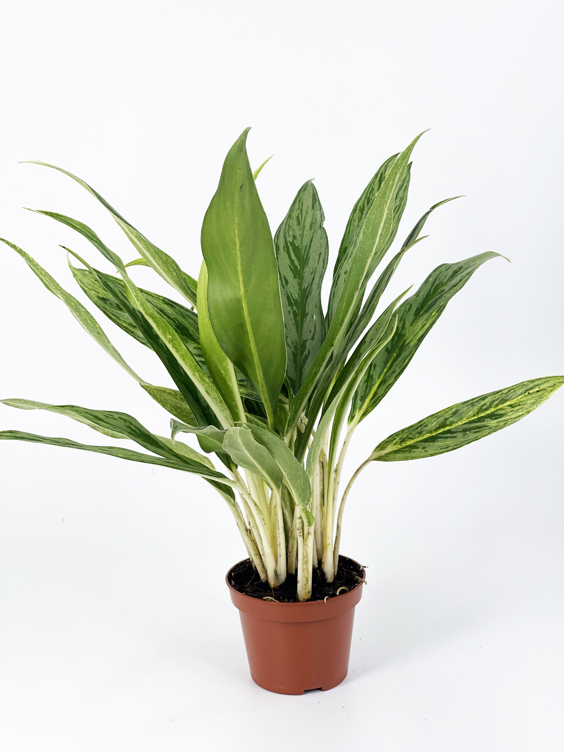 aglaonema hybrid silver