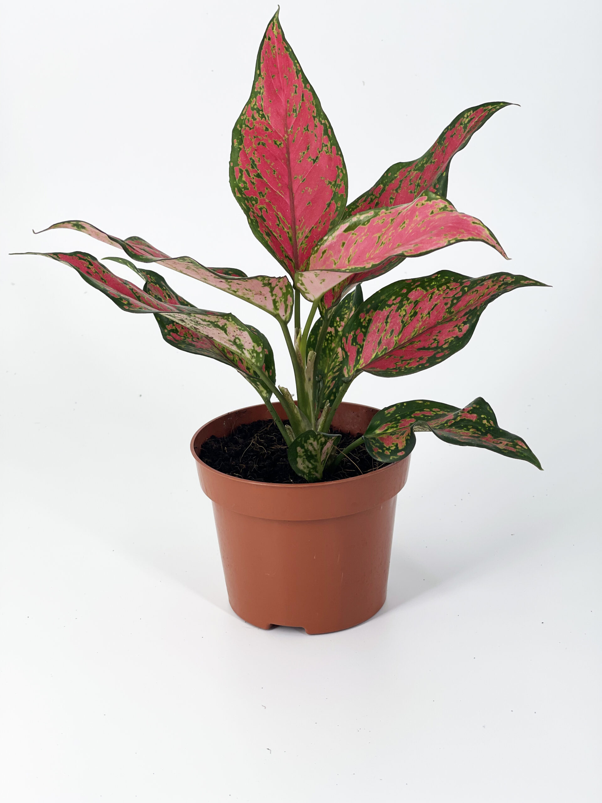 aglaonema valentine red
