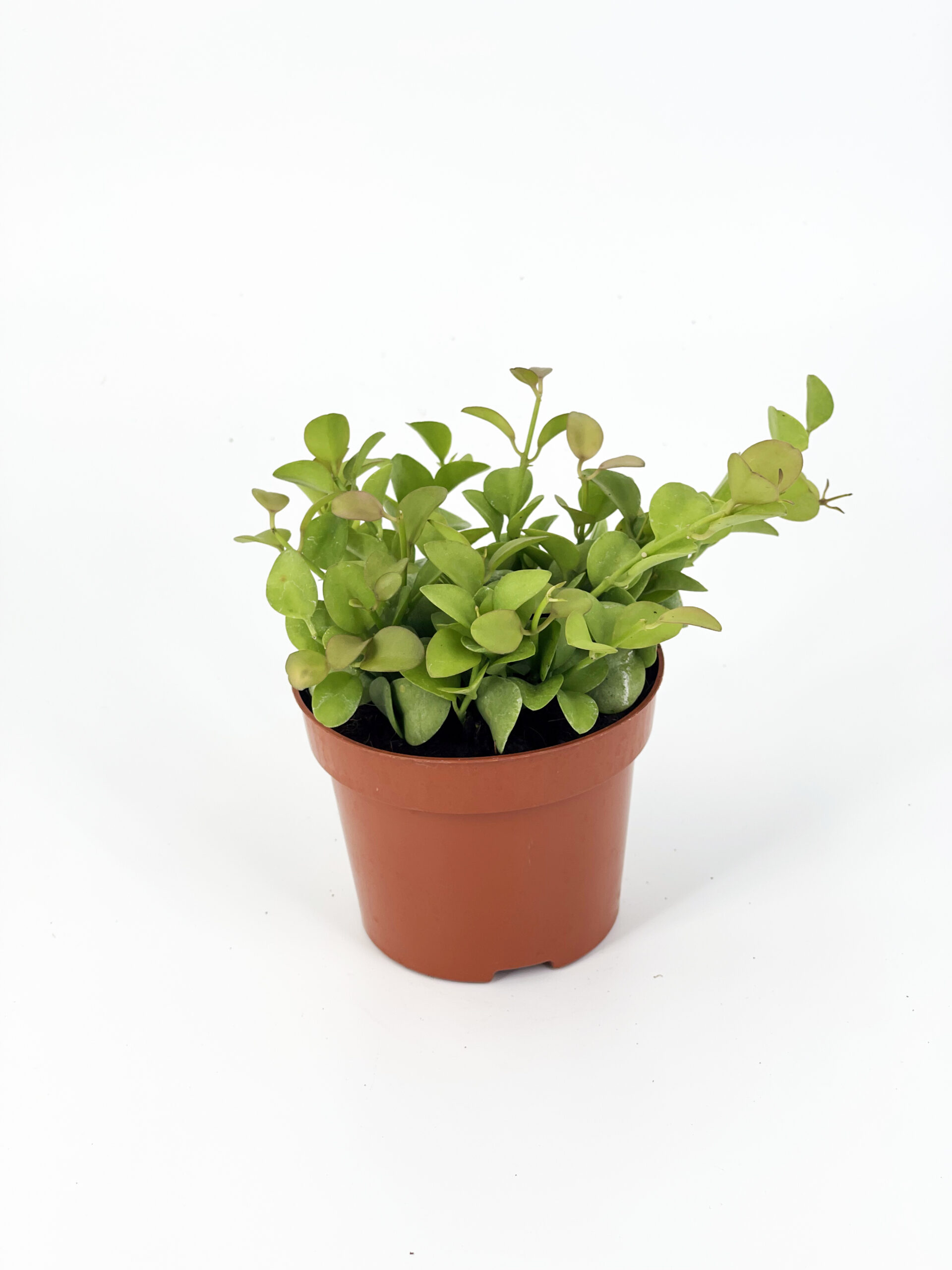 dischidia nummuralia