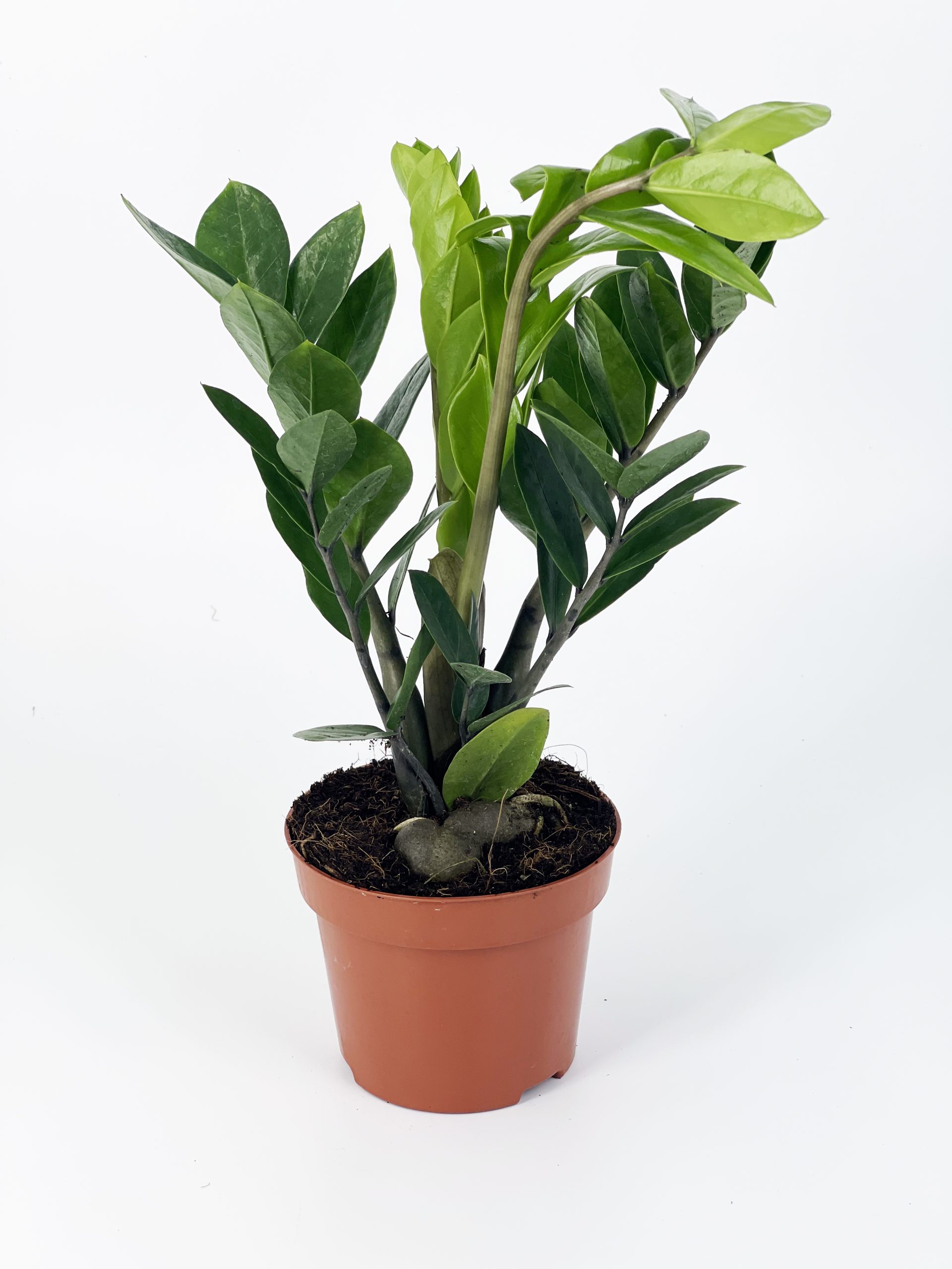 zamioculcas green