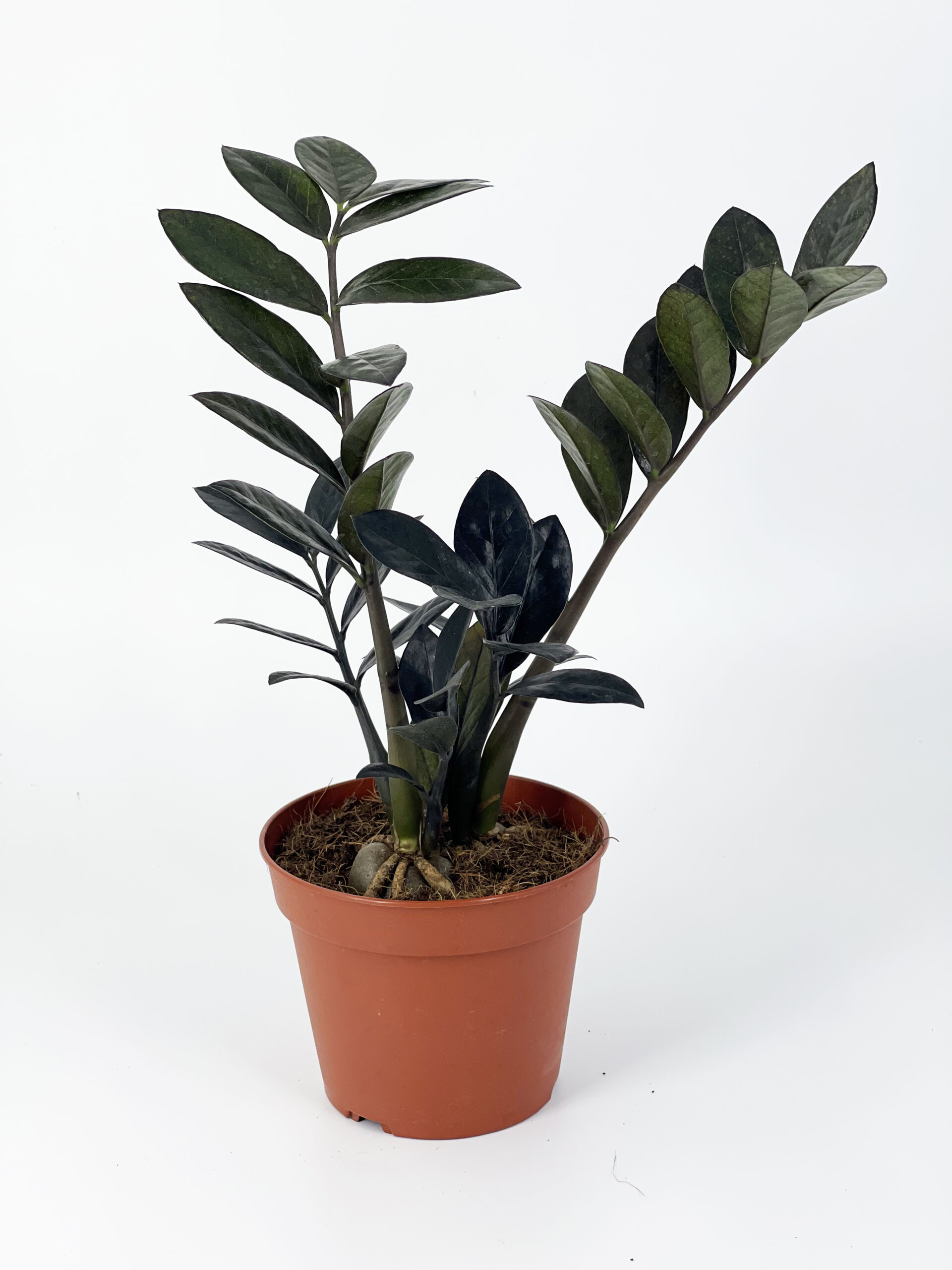zamioculcas raven