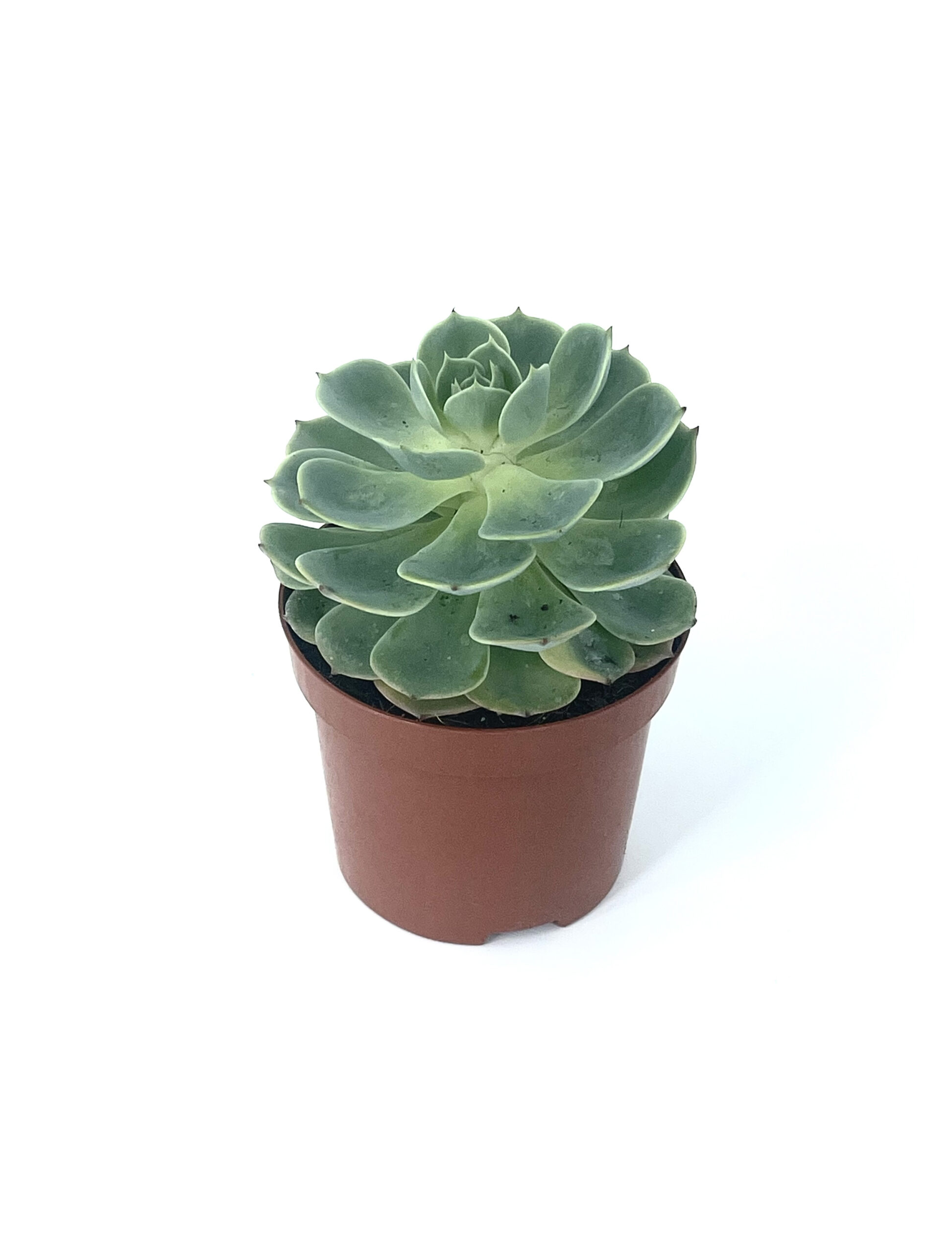 Echeveria Imbricata