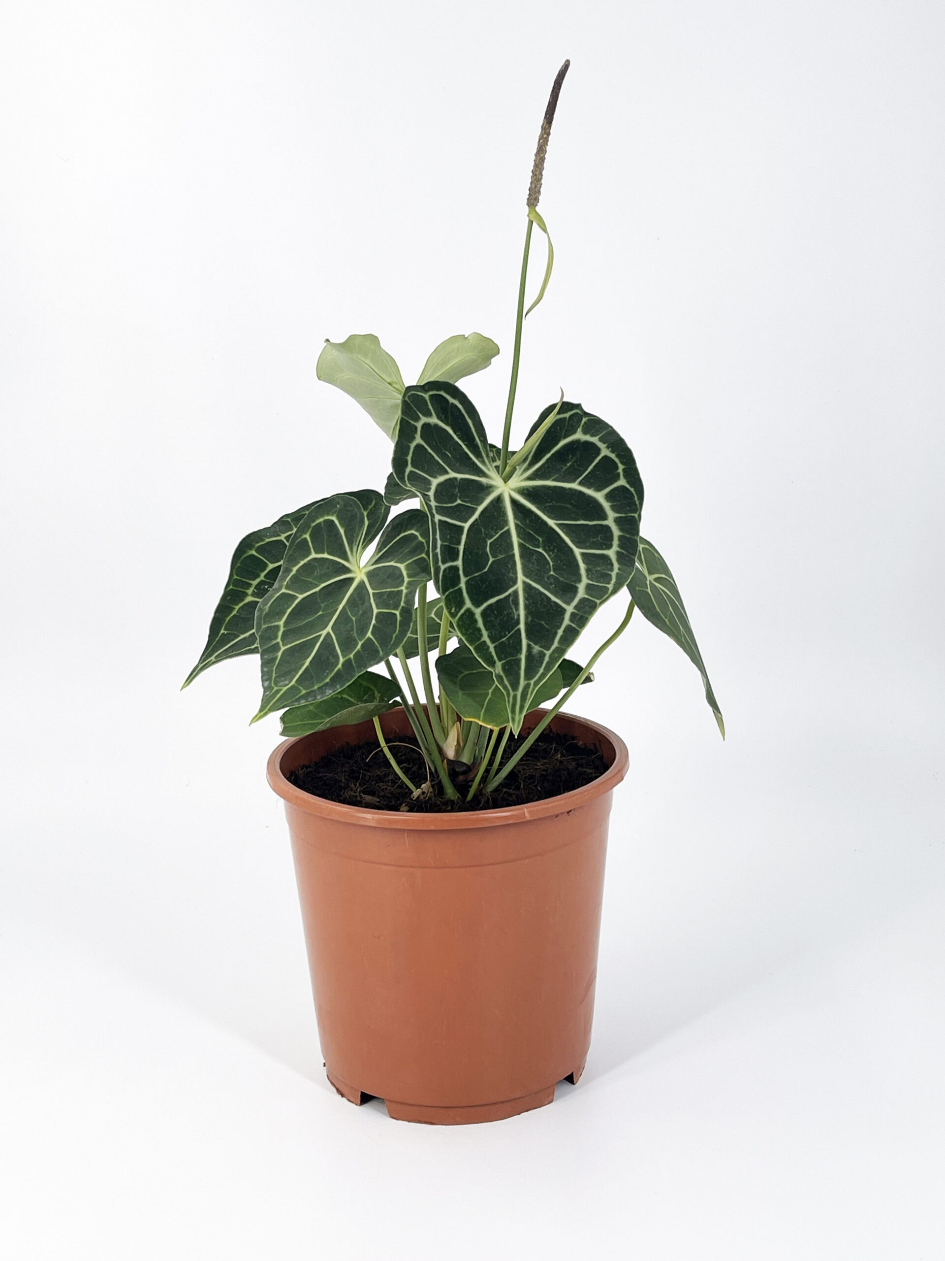 anthurium clarinervium