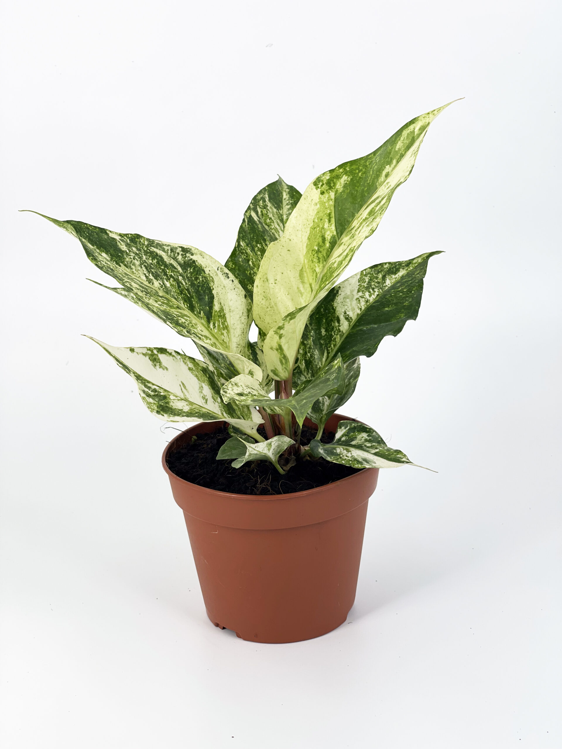 anthurium hookeri variegata