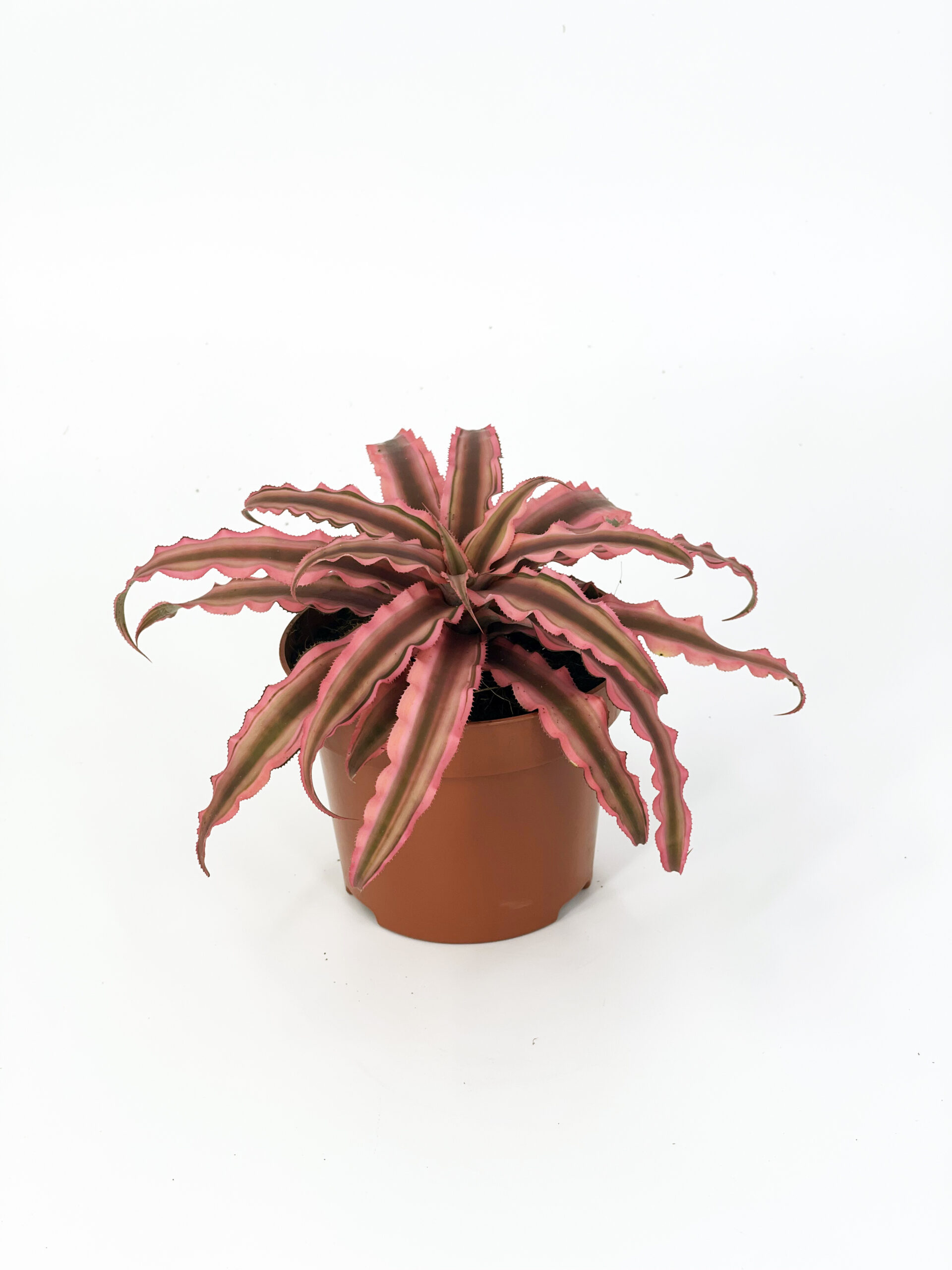 cryptanthus pink star light