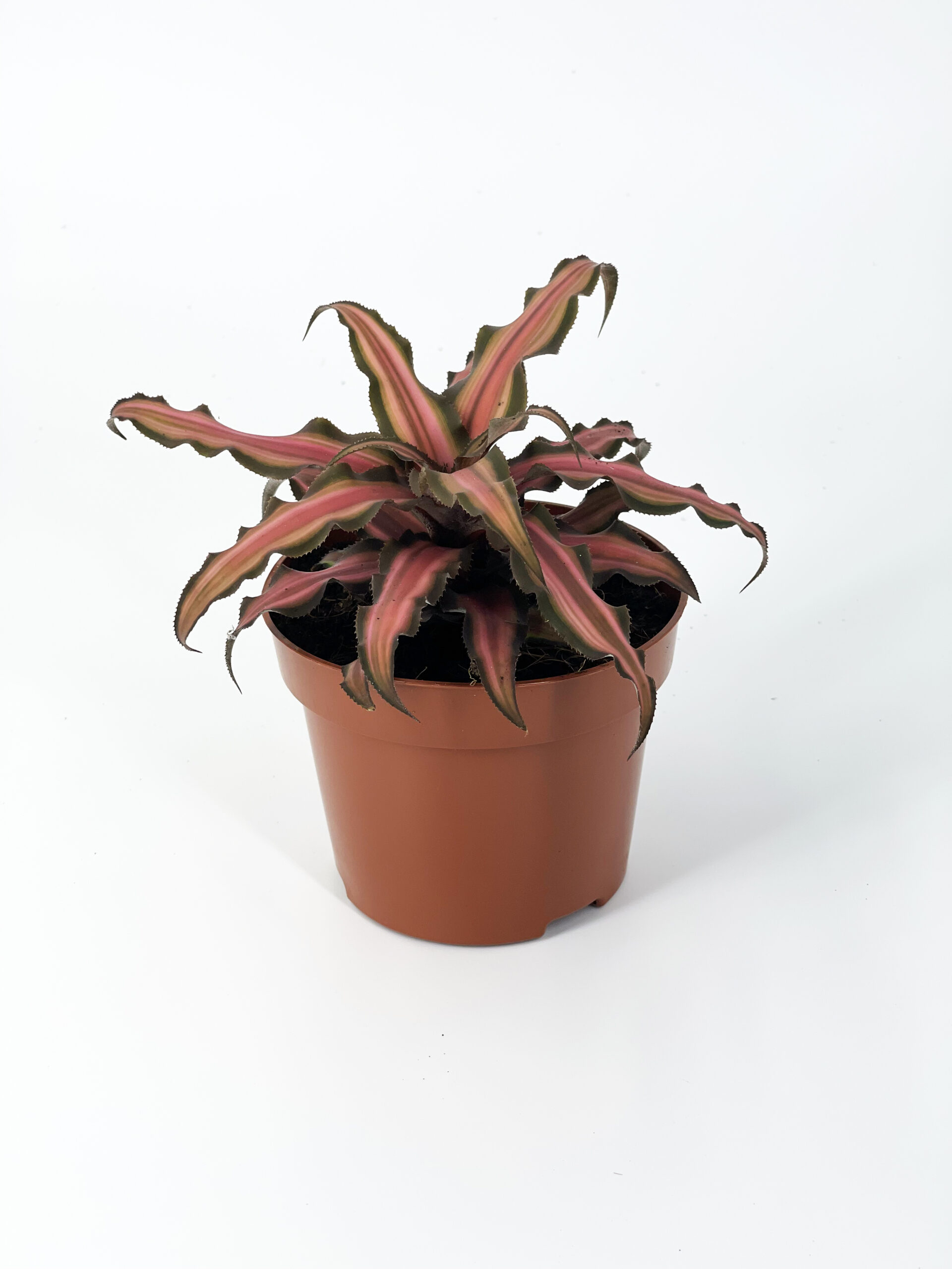 cryptanthus solail