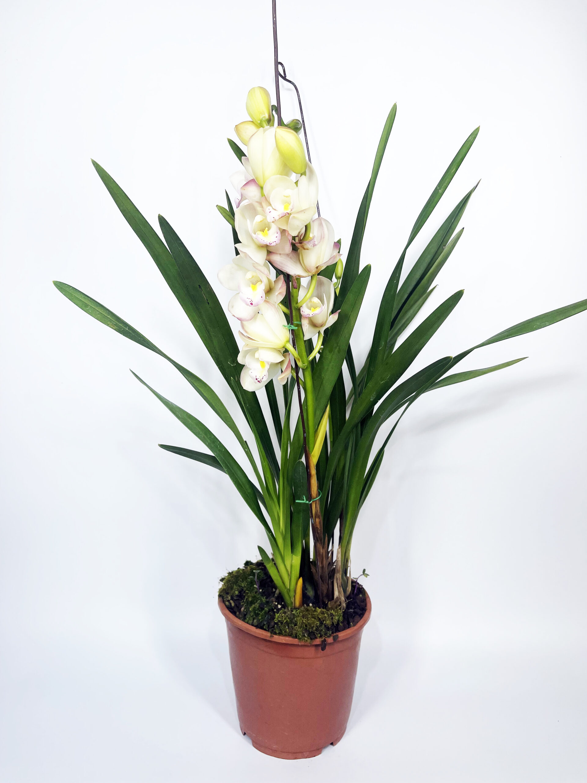 cymbidium pastel white