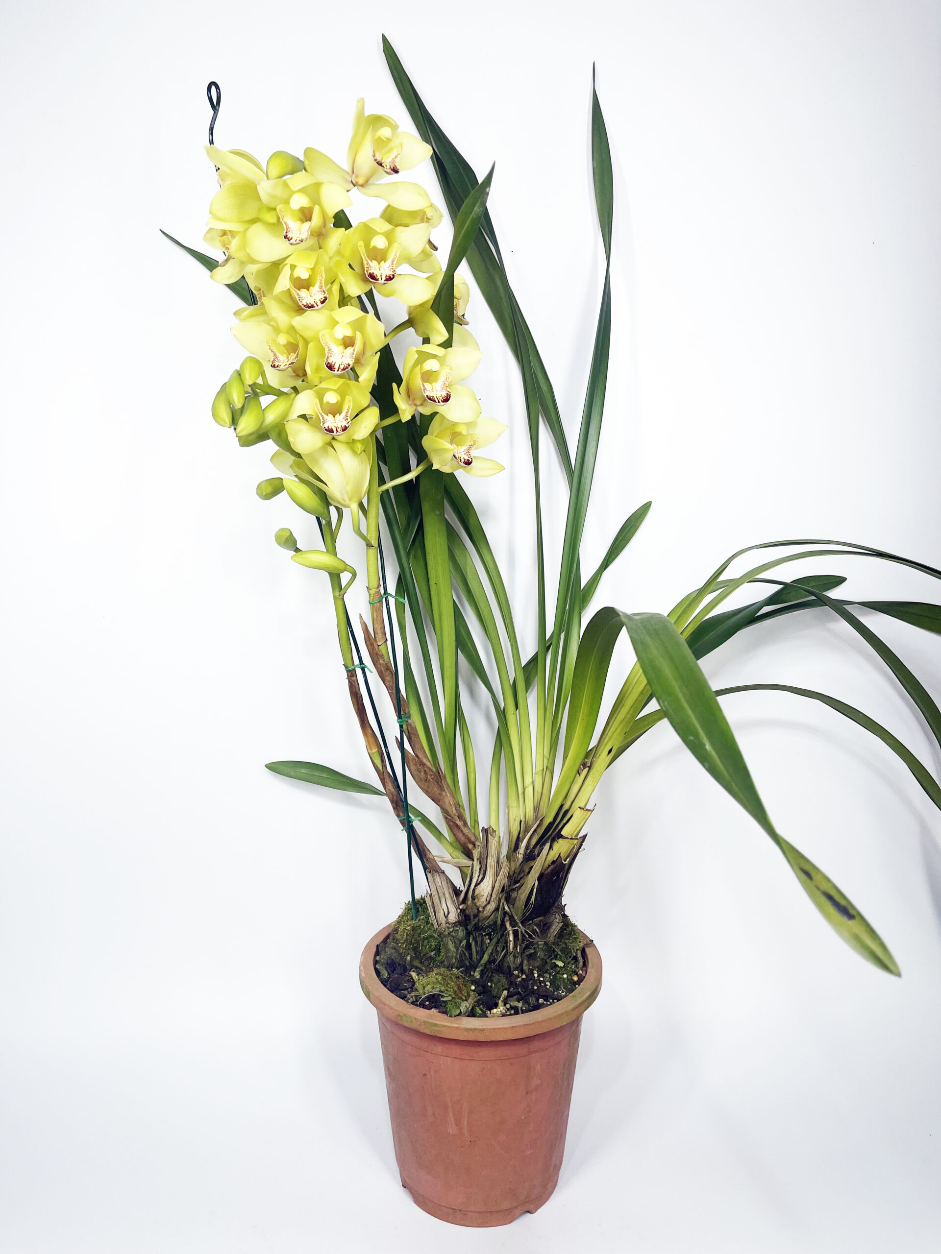 cymbidium yellow