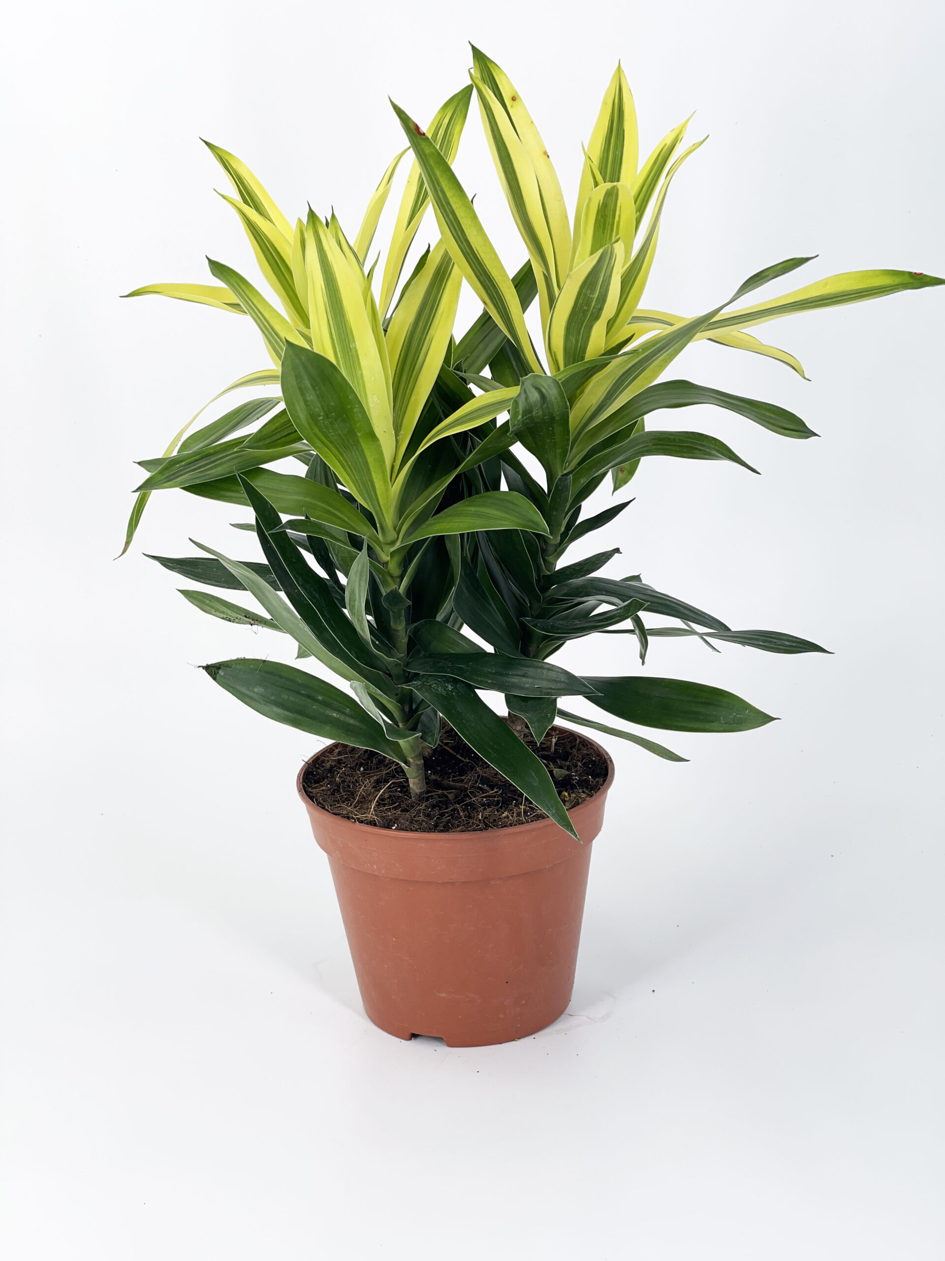 dracaena pleomele reflexa song of srilanka