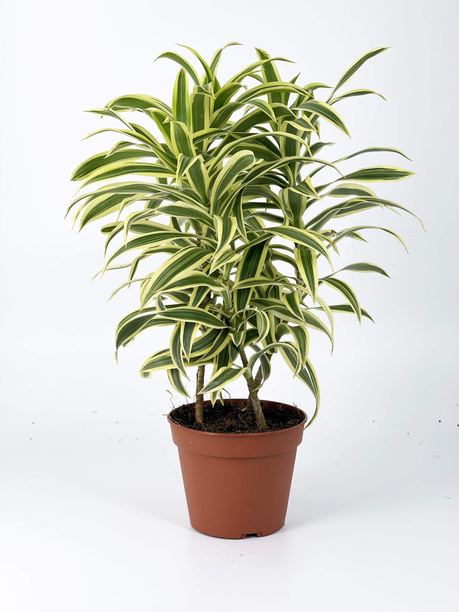 dracaena pleomele song of india