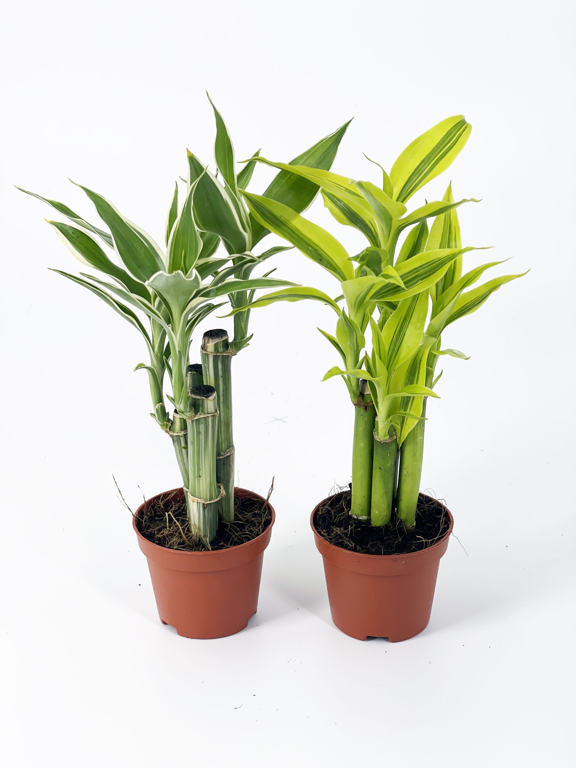 dracaena sanderiana bamboo