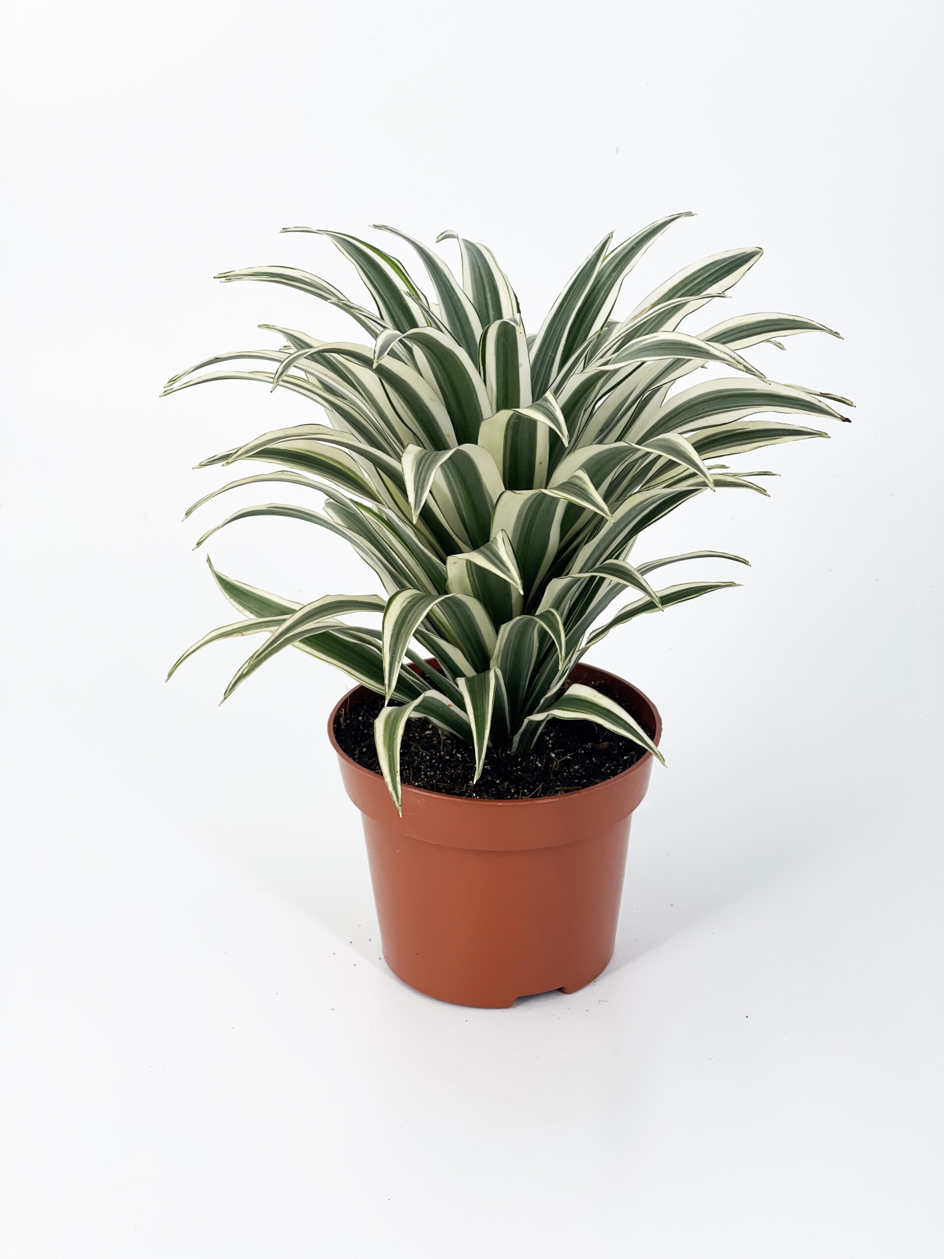 dracaena warneckii miura
