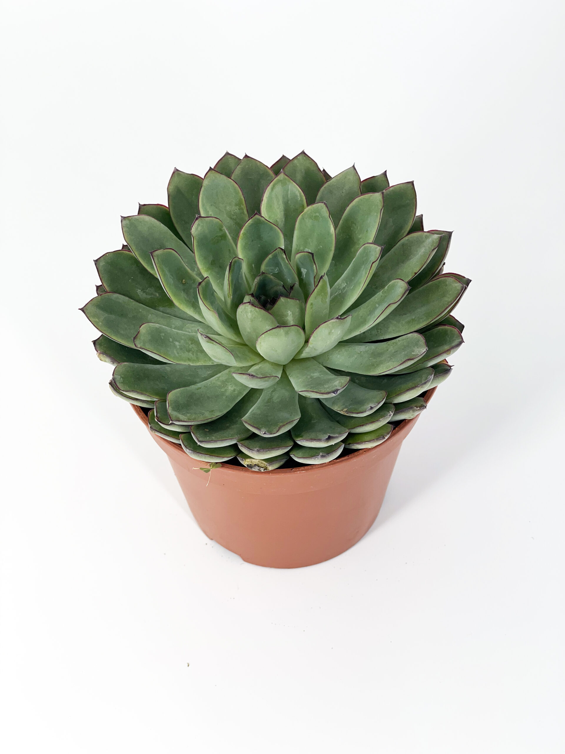 echeveria pulidonis