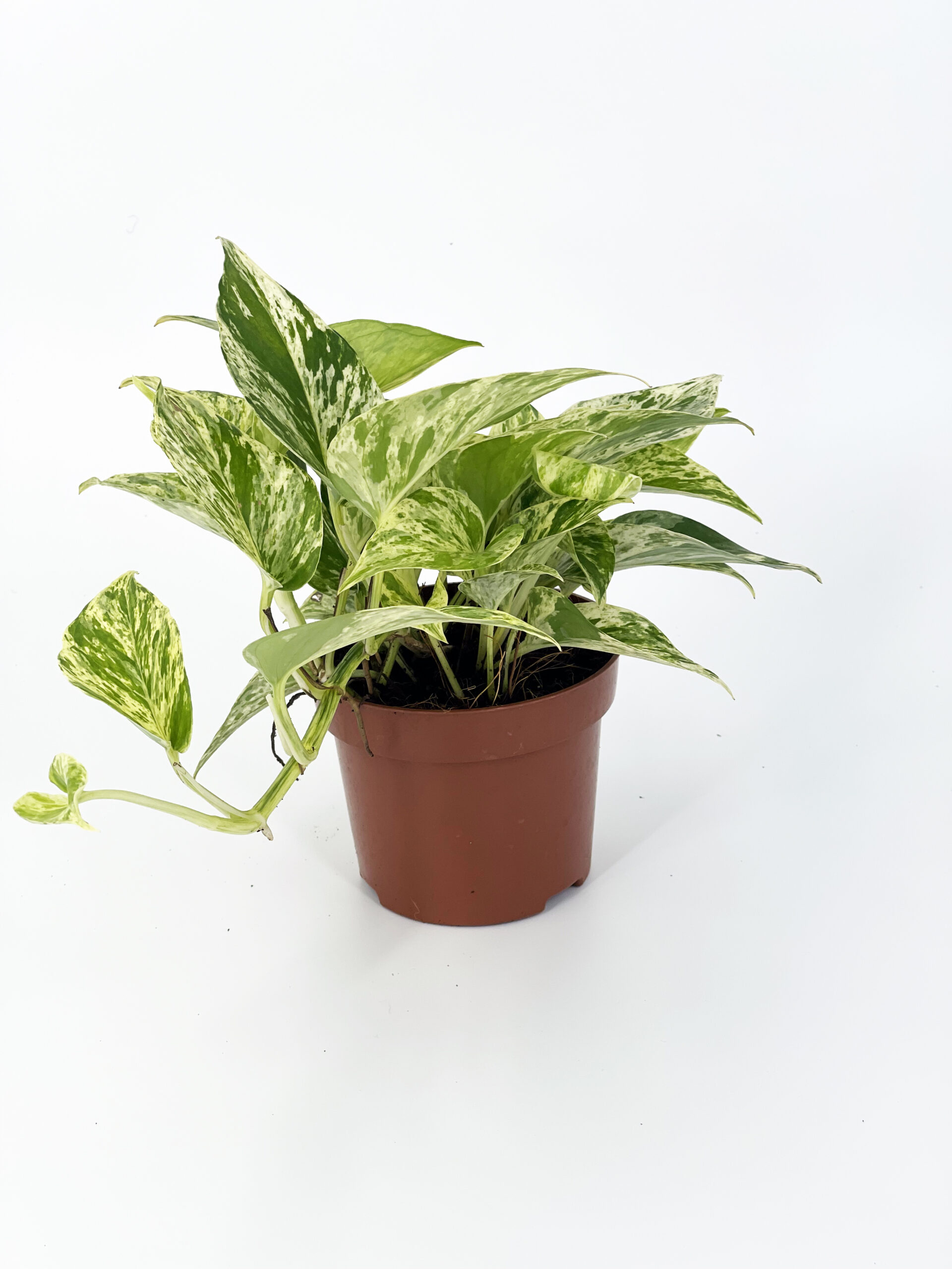 epipremnum pothos marble