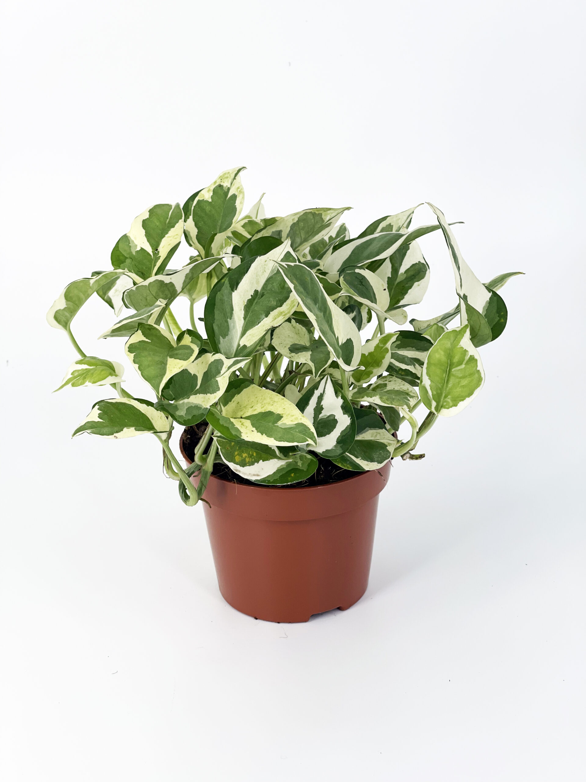 epipremnum pothos njoy