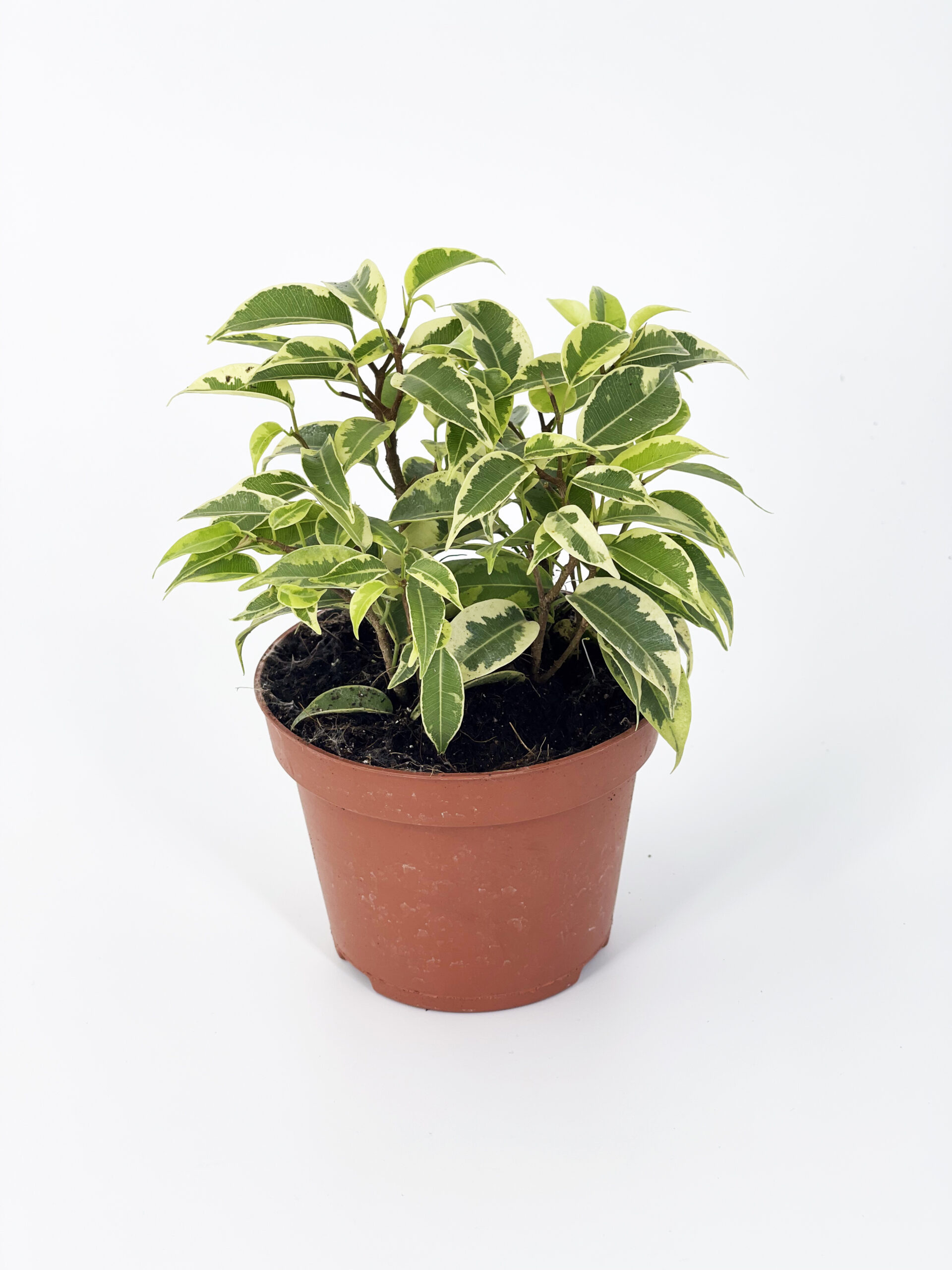 ficus benjamin lovely