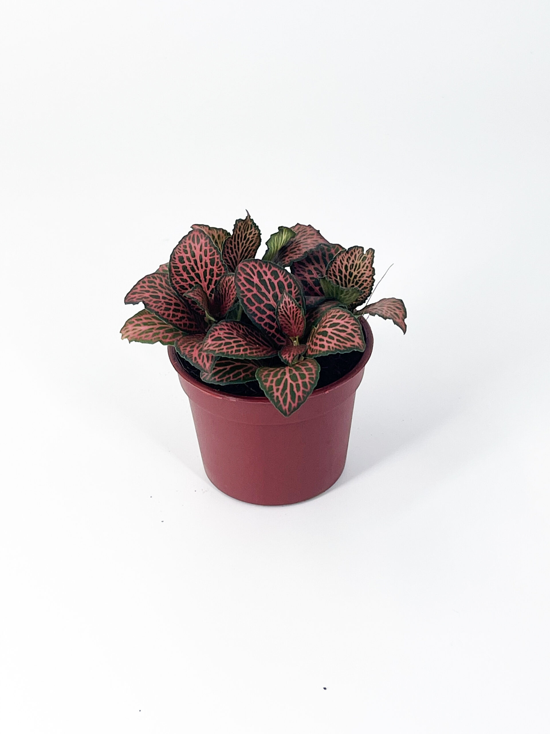 fittonia flammule