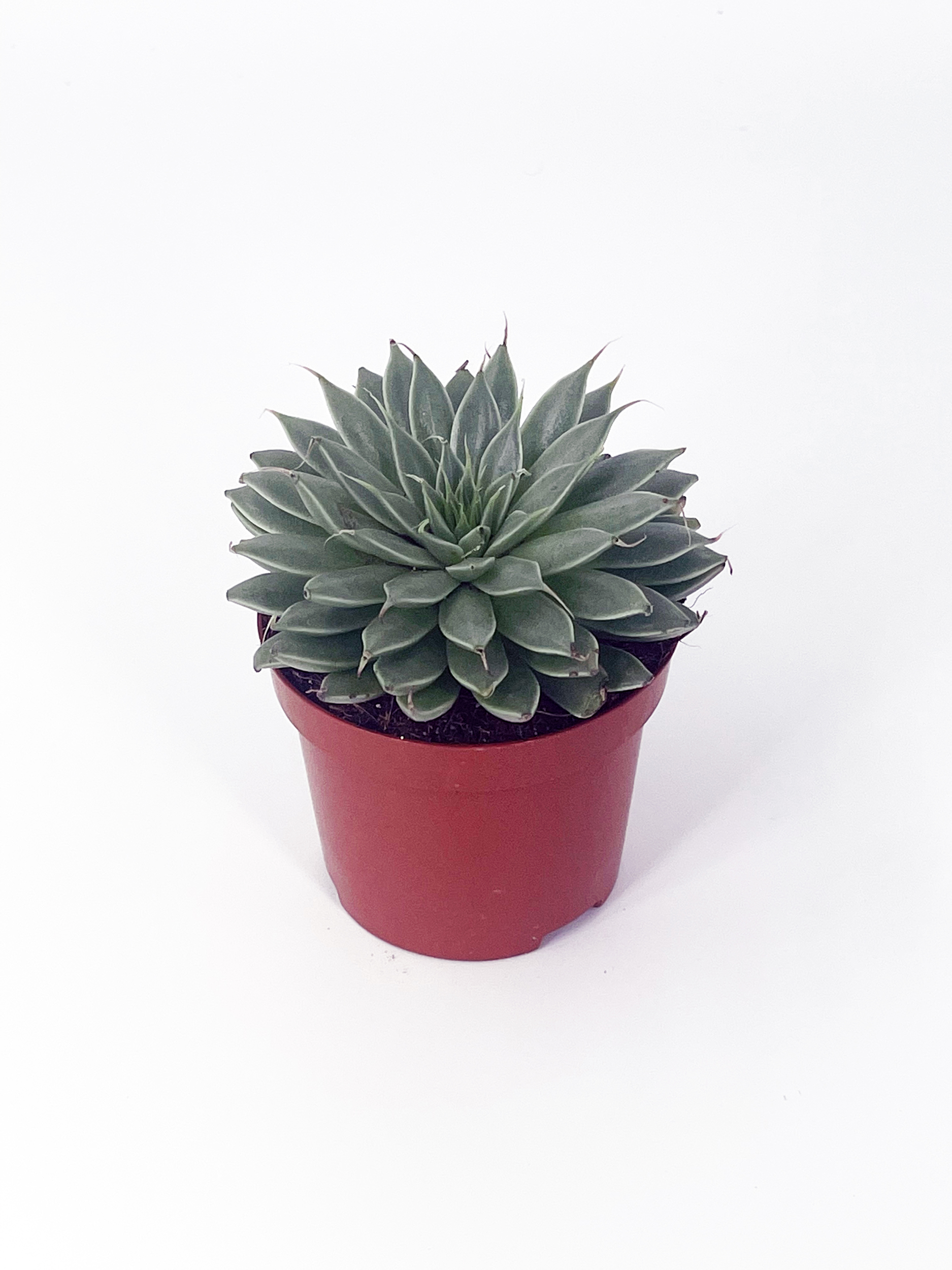 graptoveria-silverstar