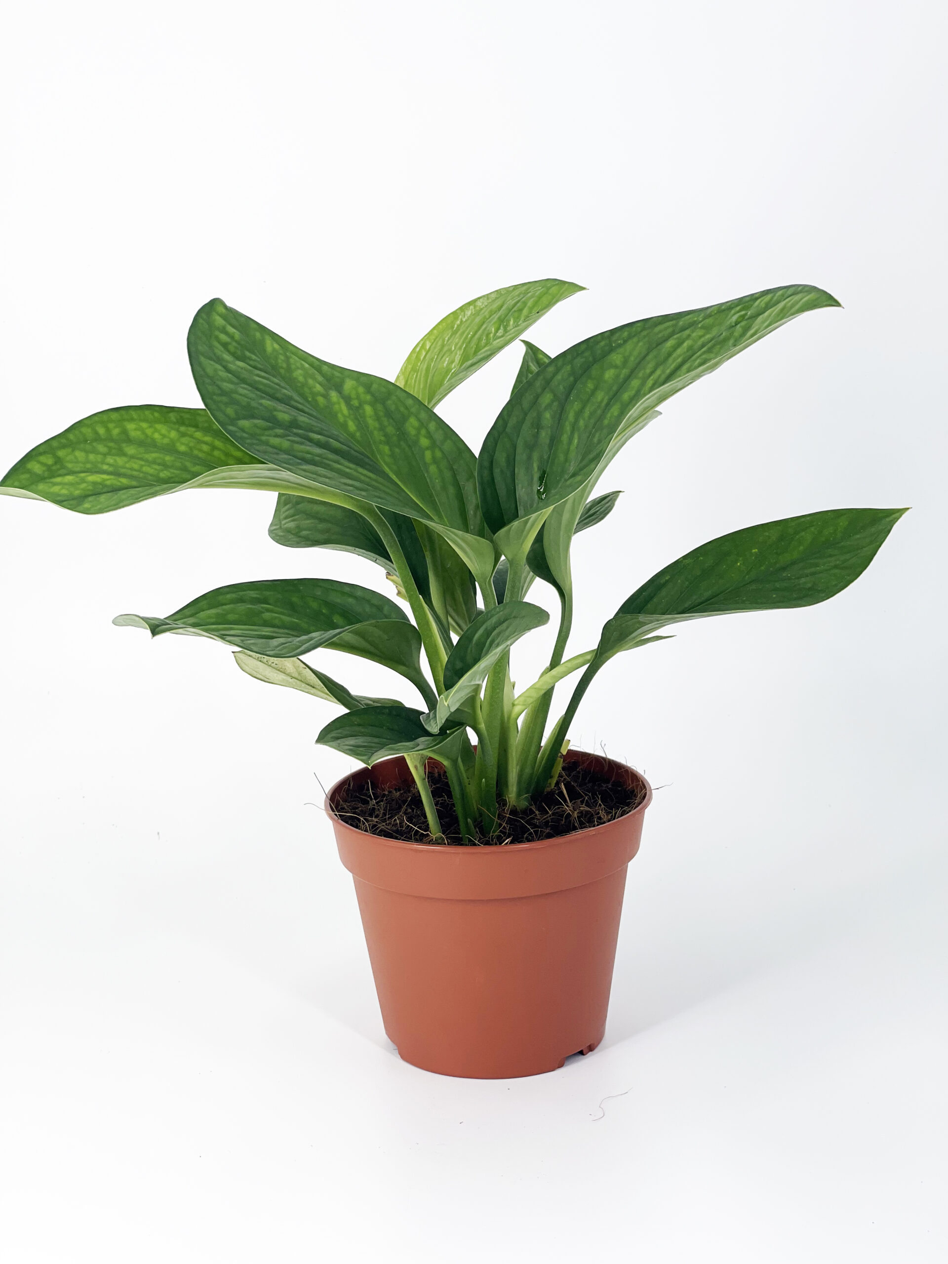 monstera pinnatipartita