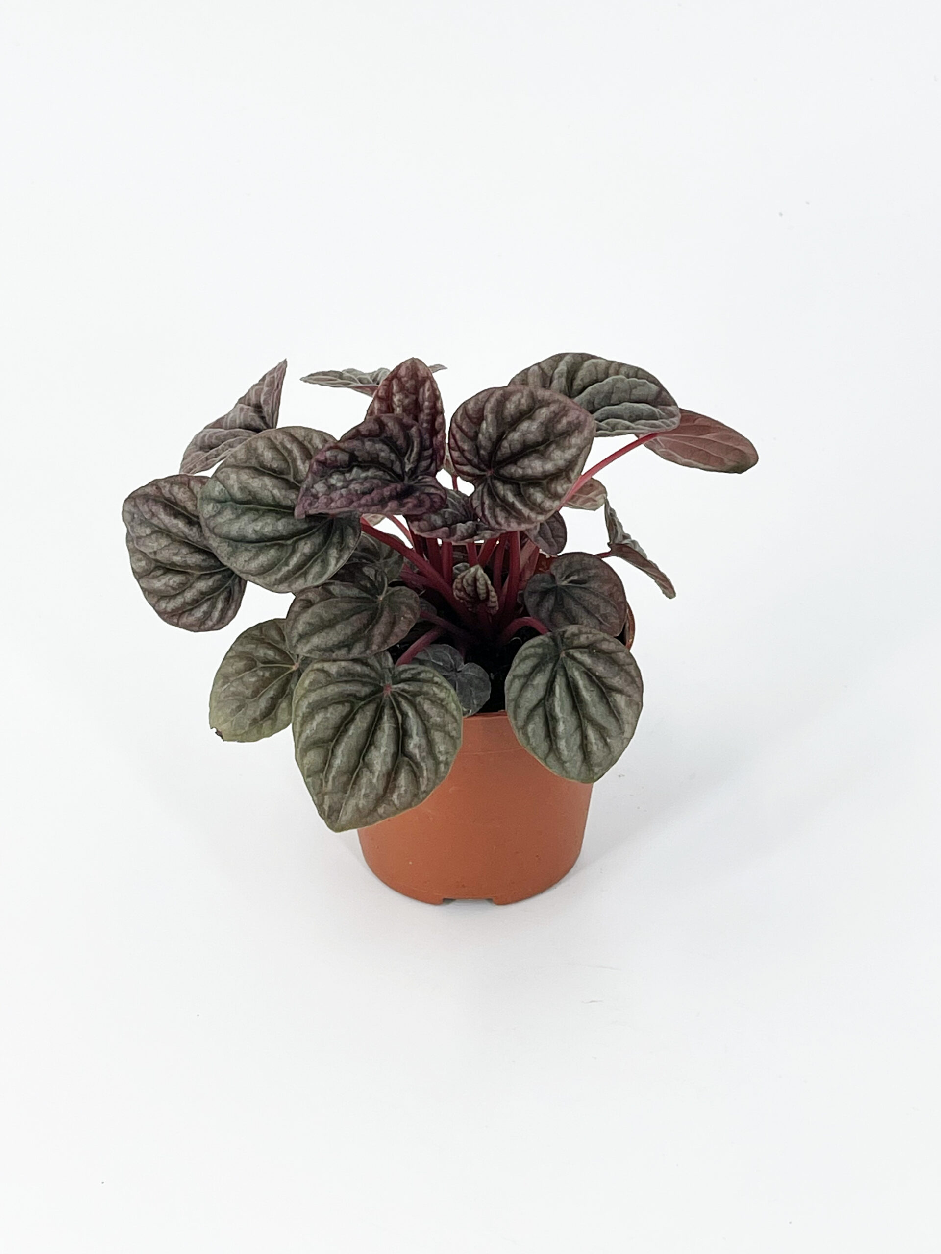 peperomia caperata burgandy ripple