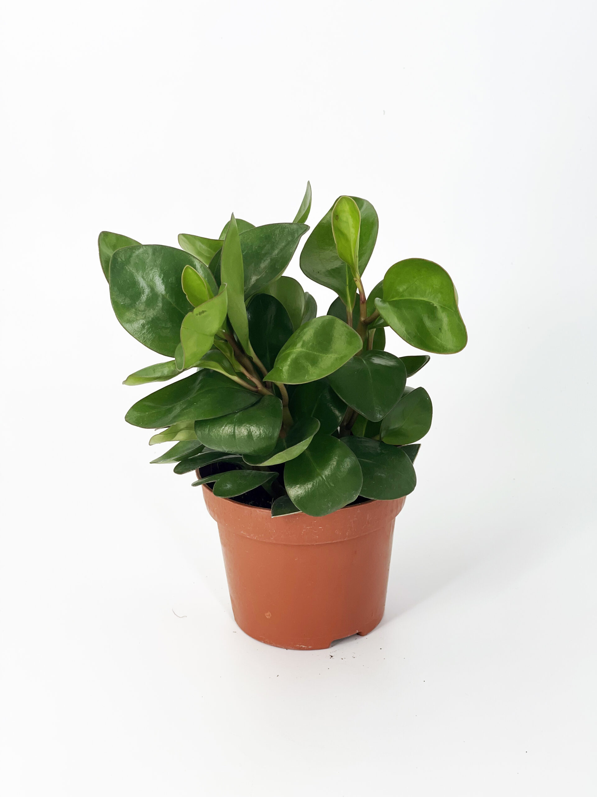 peperomia red margin