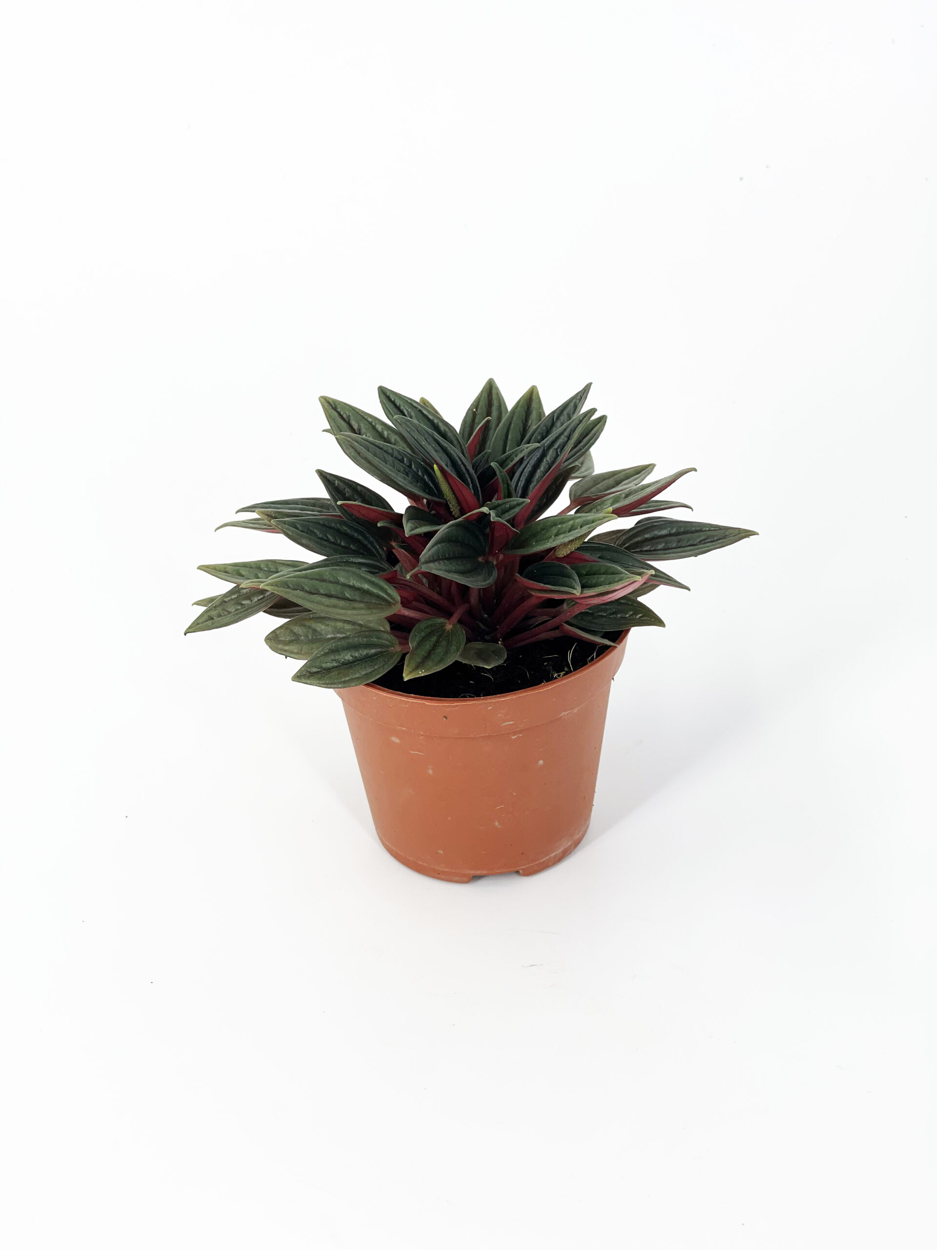 peperomia rosso