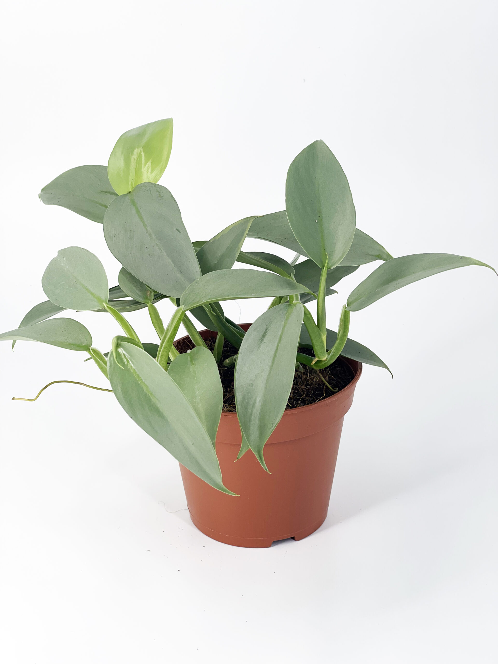 philodendron hastatum
