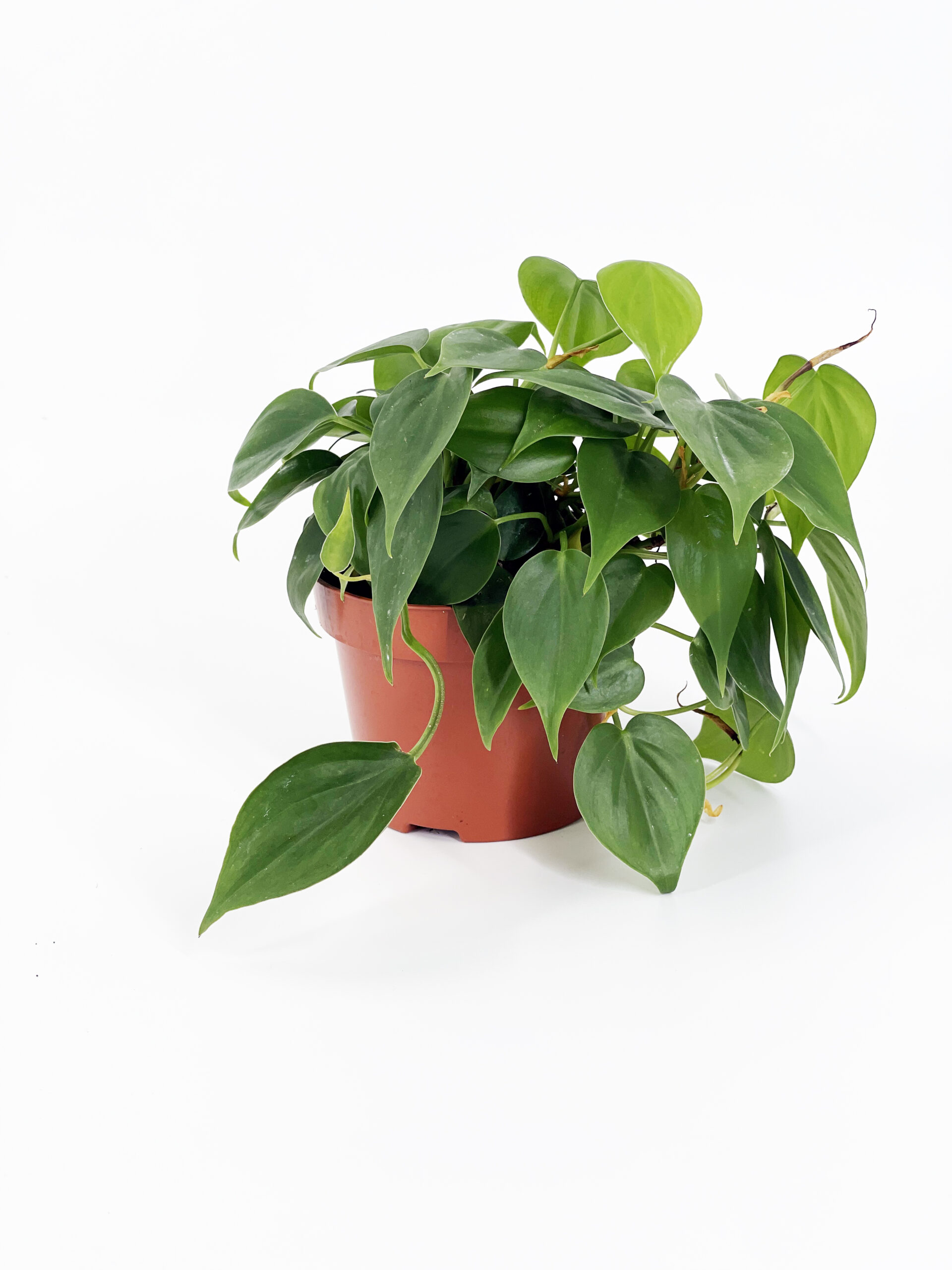 philodendron oxycaldium green