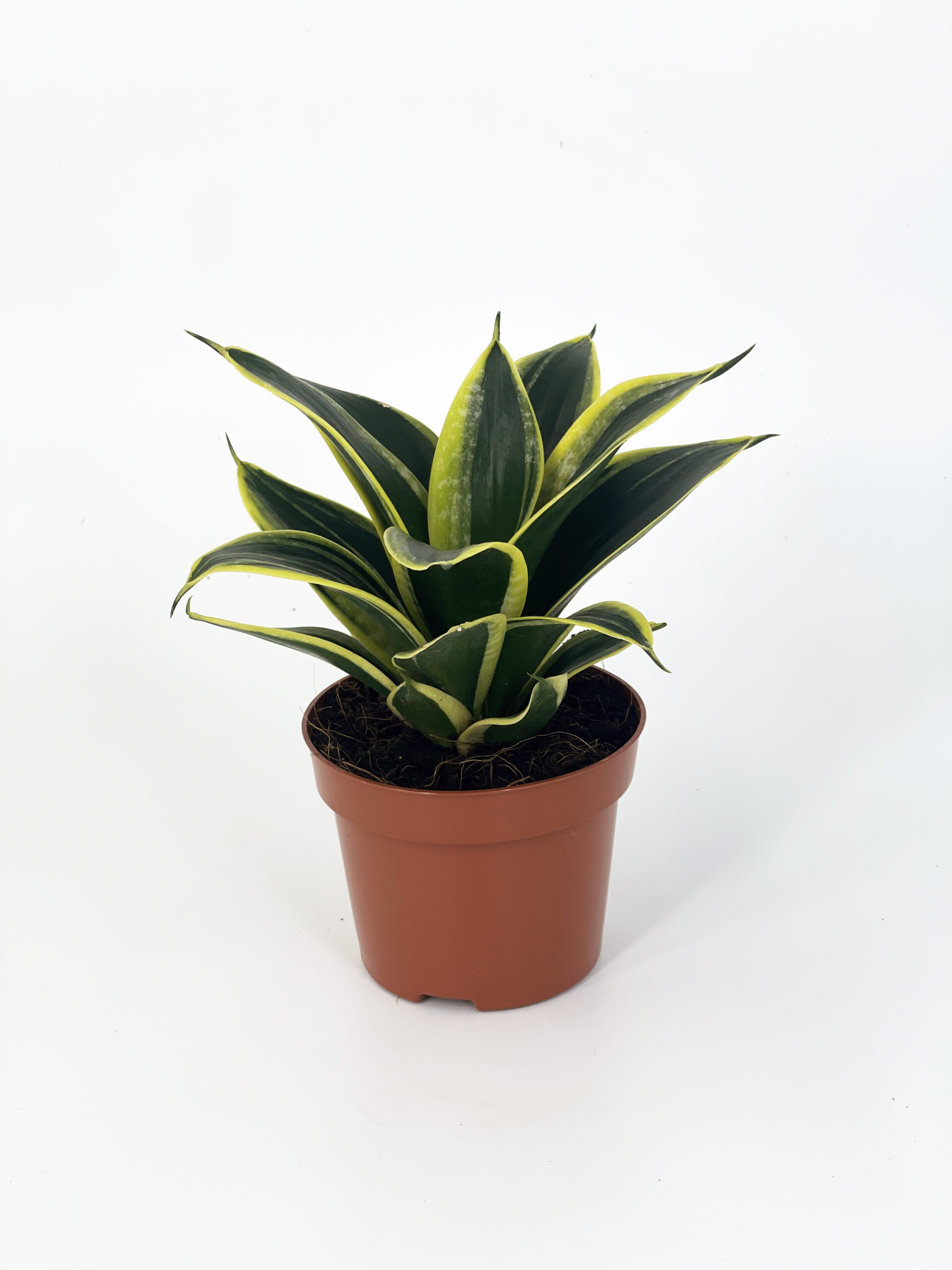 sansevieria honey boneyii