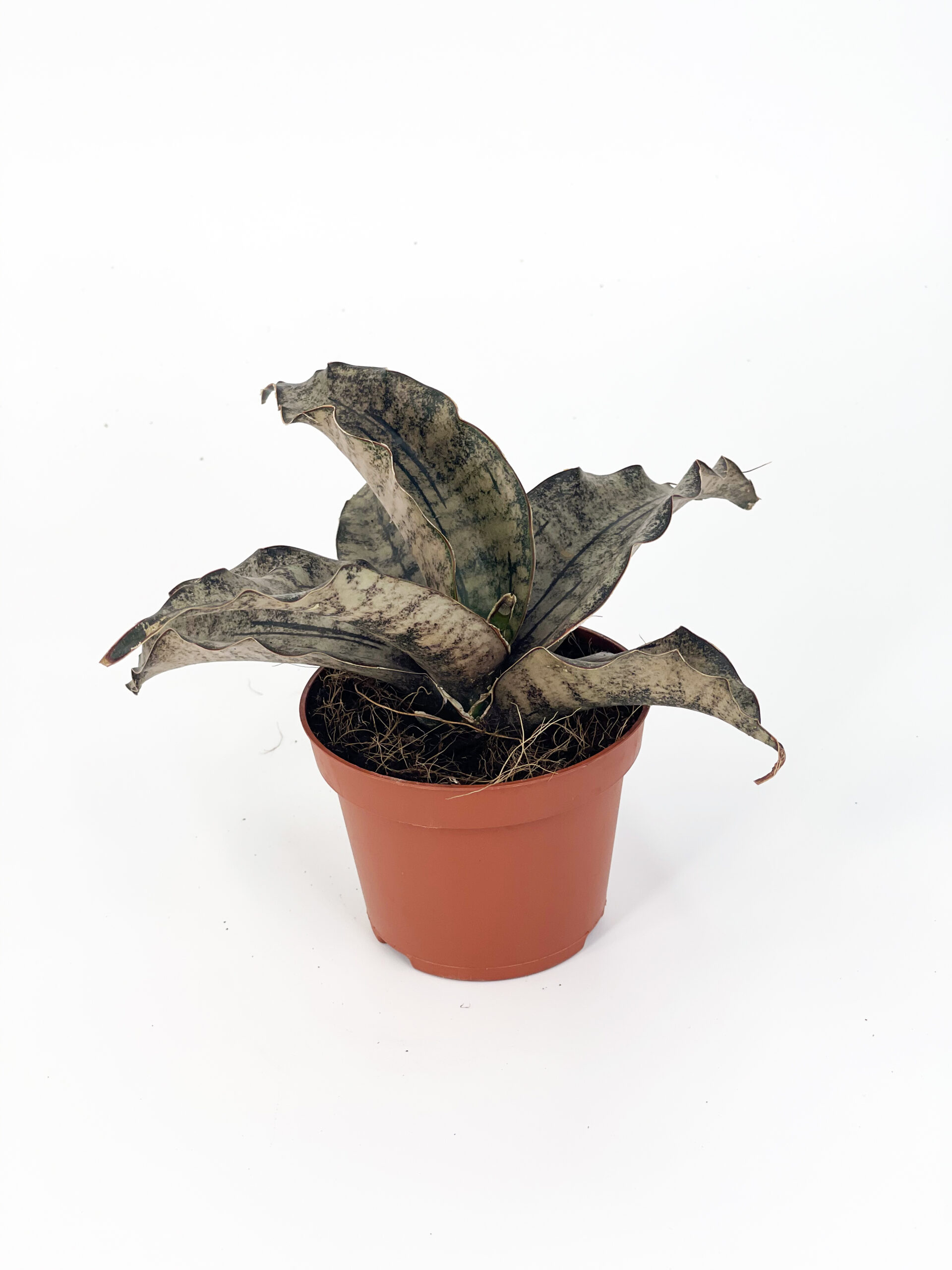 sansevieria kirkii coppertone