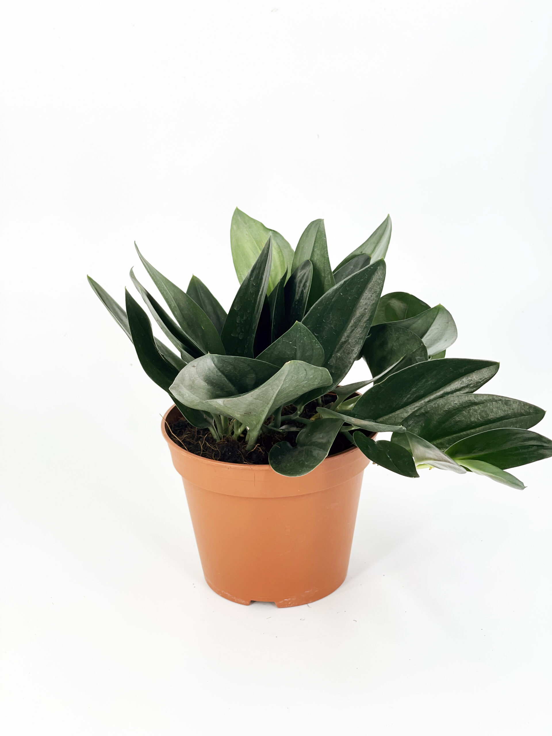 scindapsus treubii nearly black