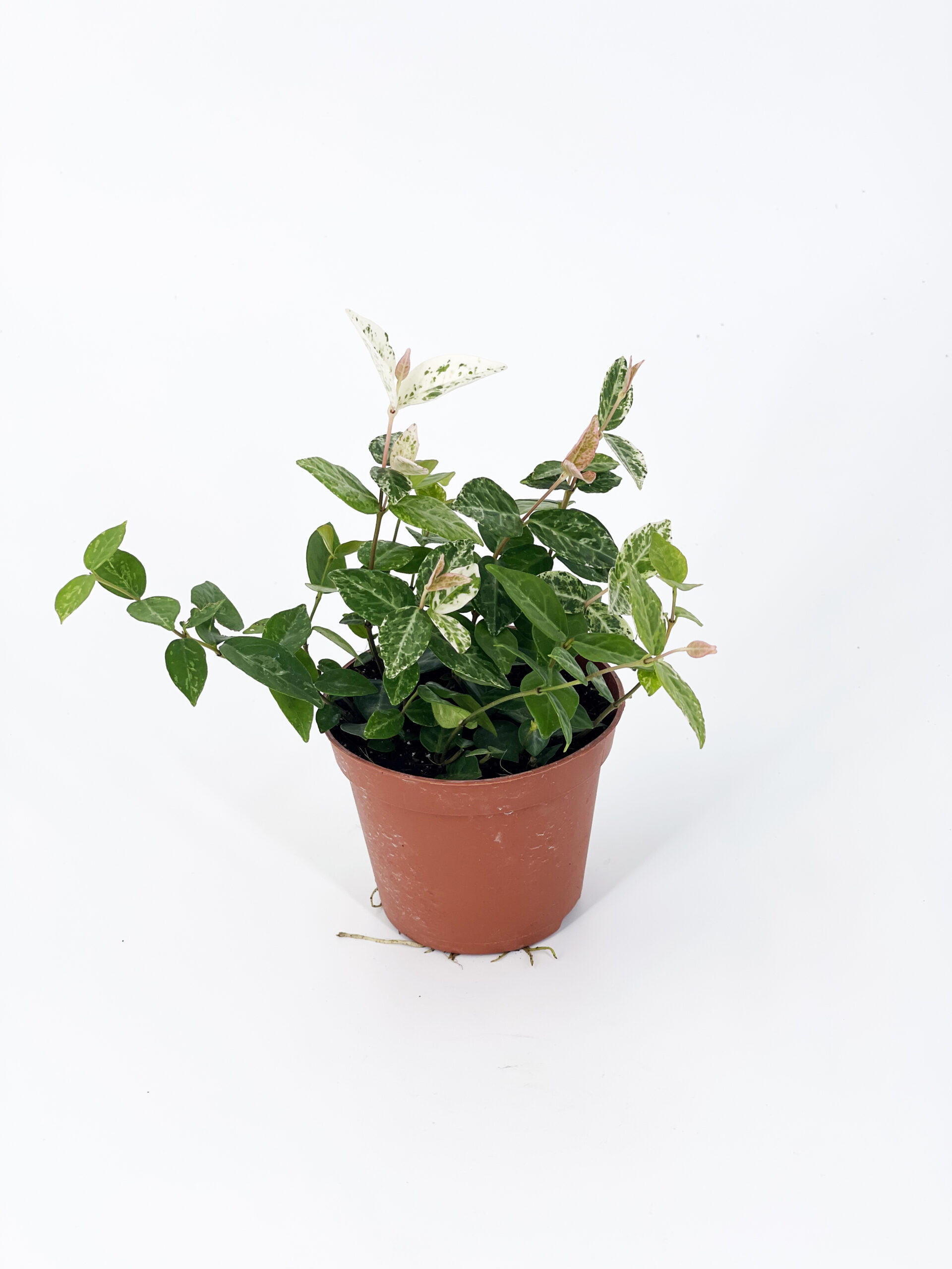 trachelospermum asiaticum snow white