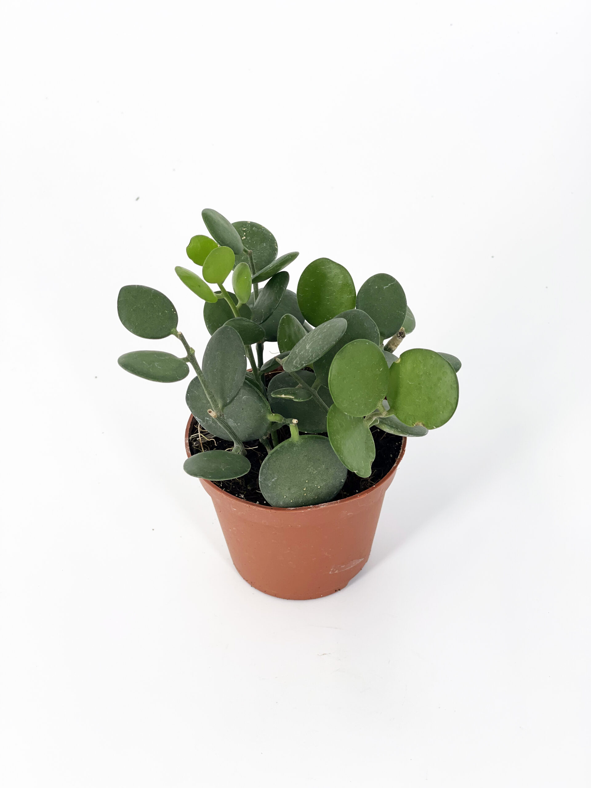 xerosicyos green drum