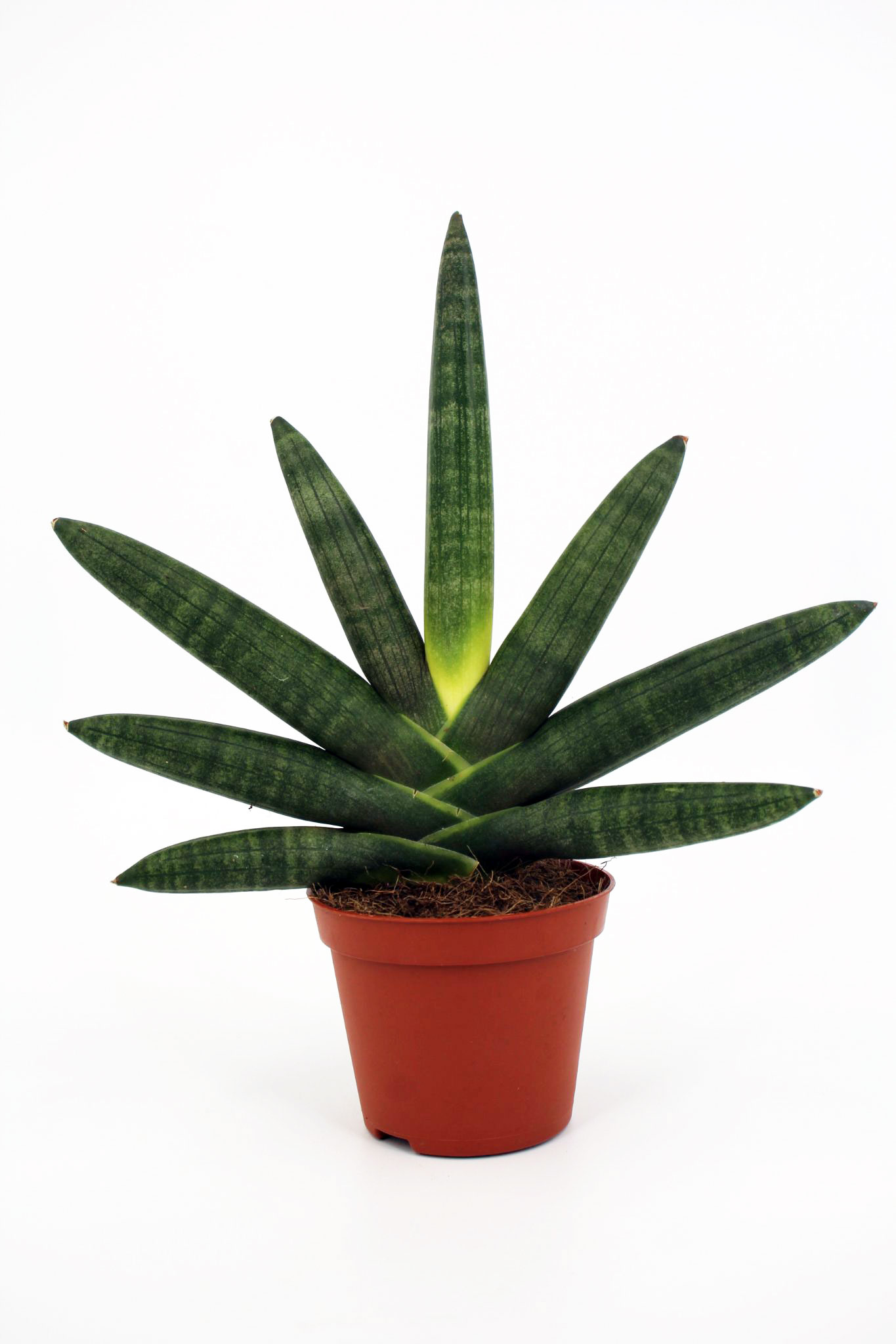 Boncel SANSEVIERIA BLACK BONCEL - Uni Green Inc