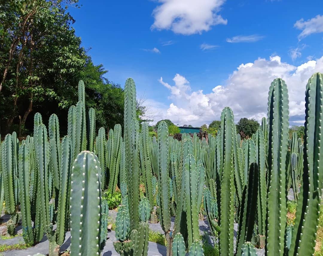 peruvian-pole-cactus-hortrex