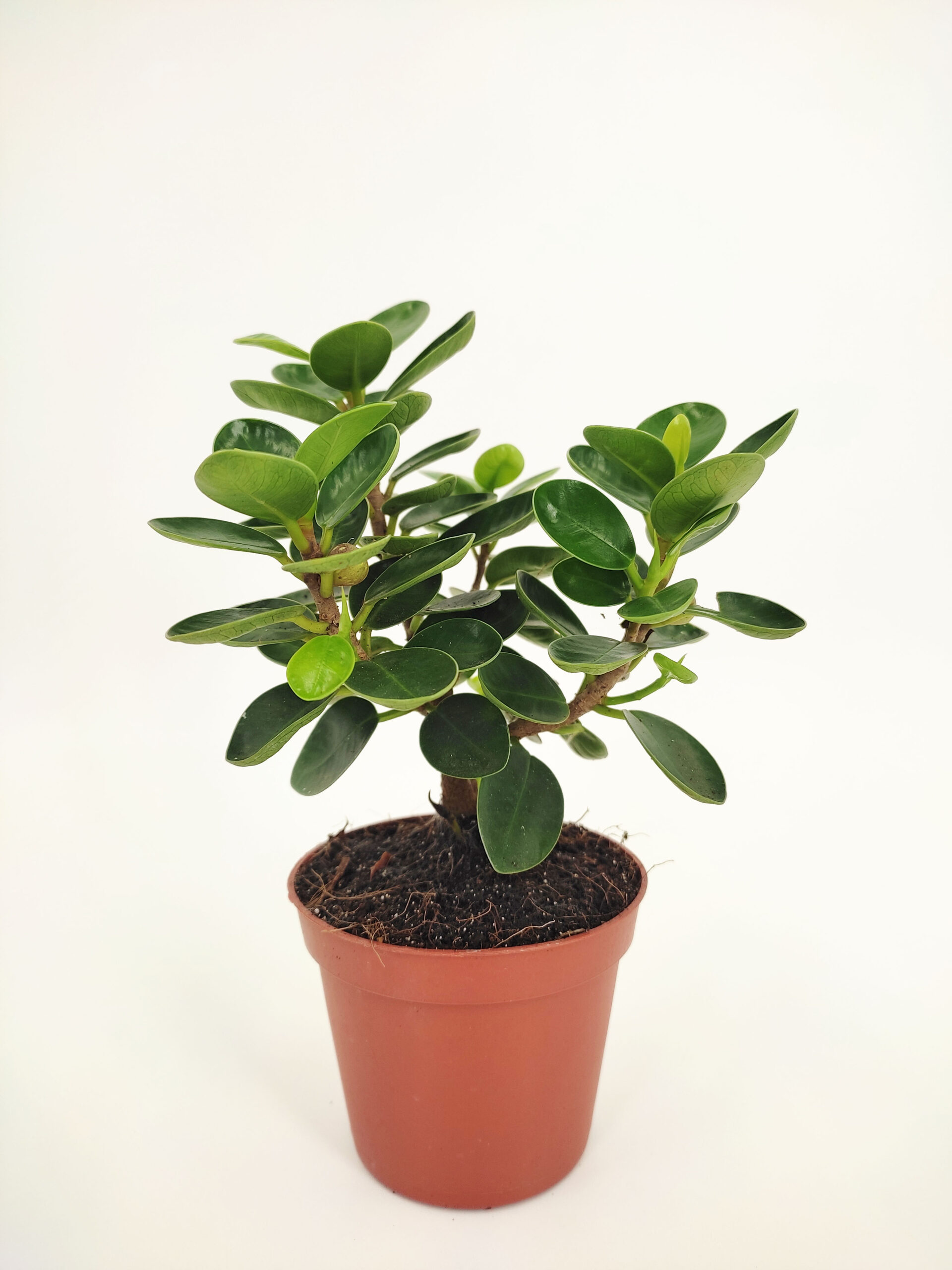 Ficus Microcarpa