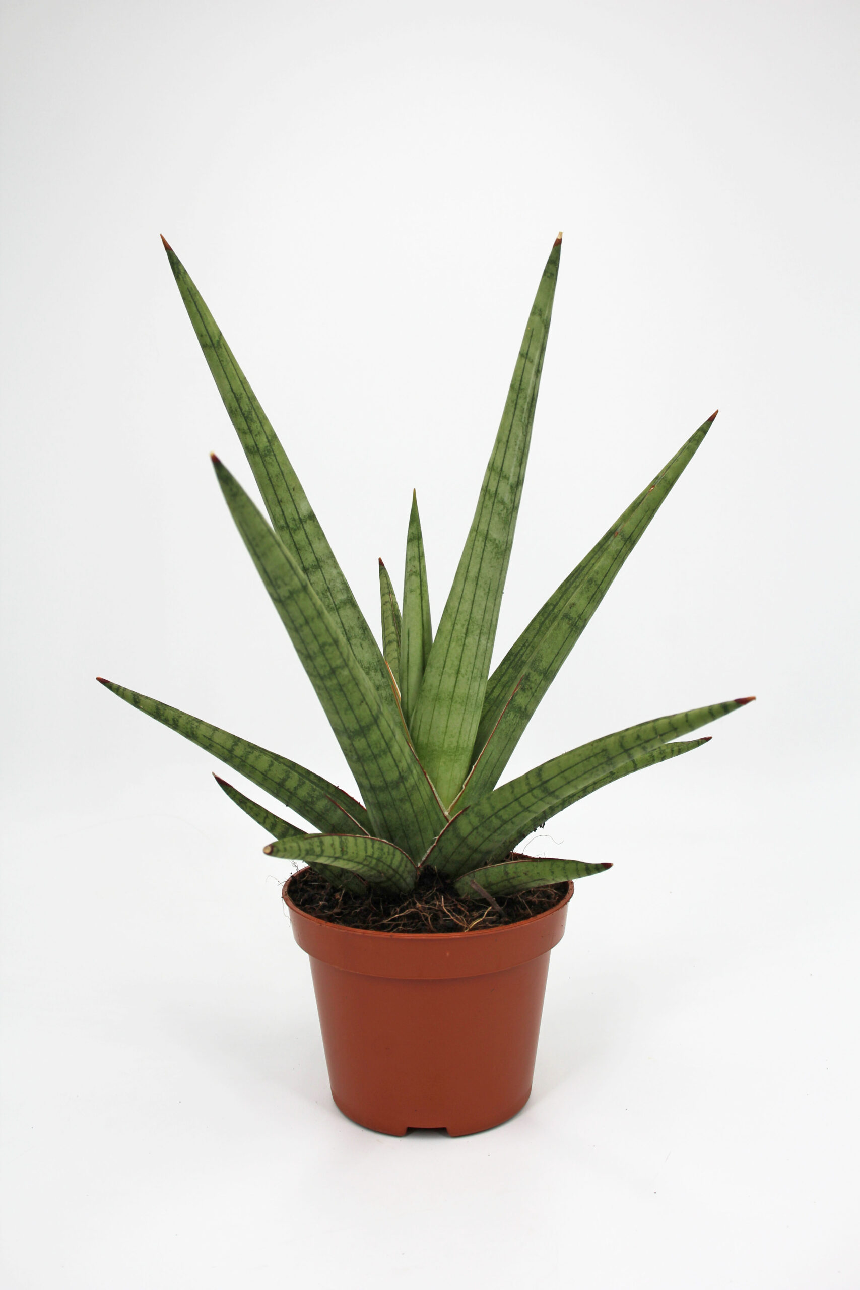Sansevieria Bob