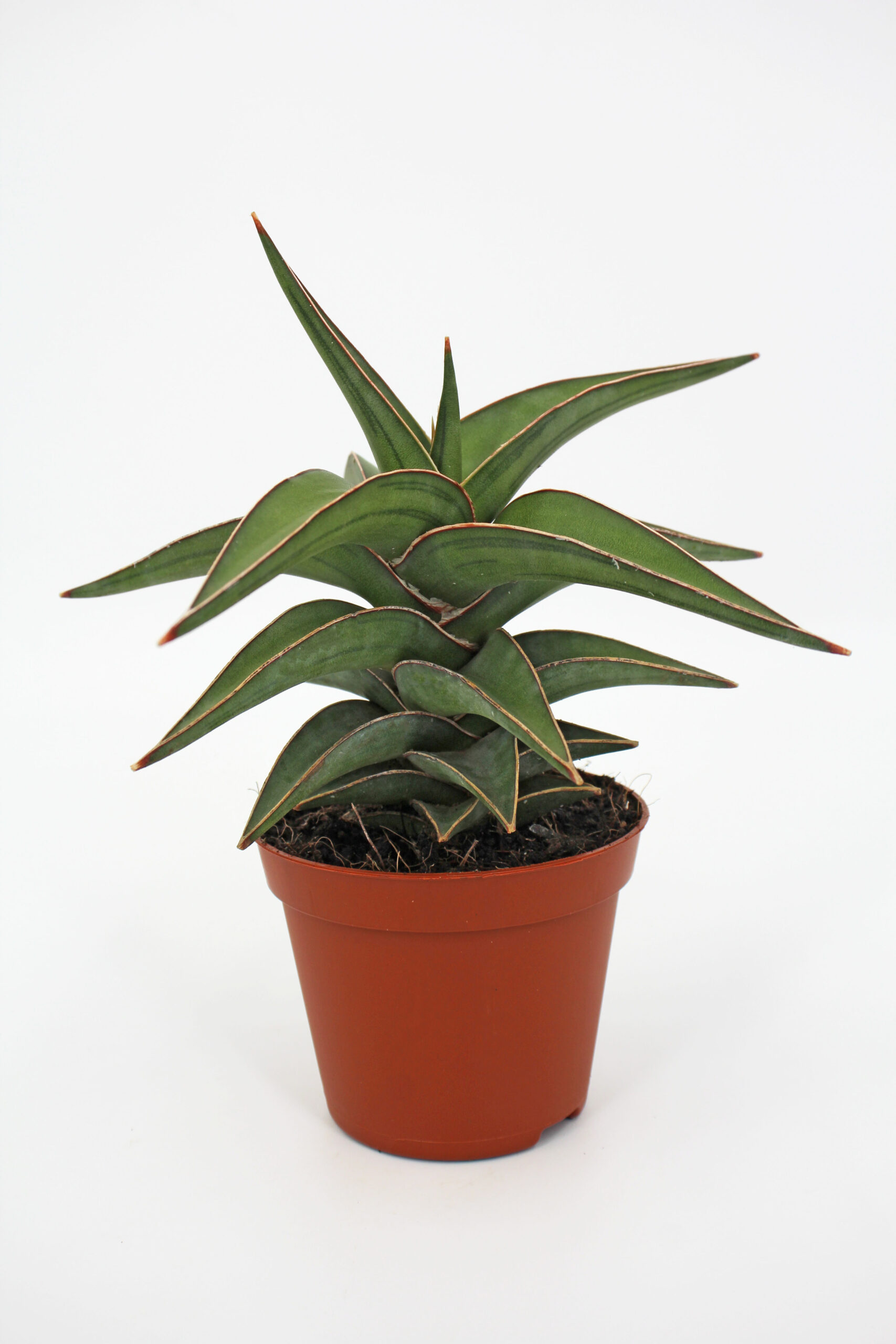 Sansevieria Lavranos