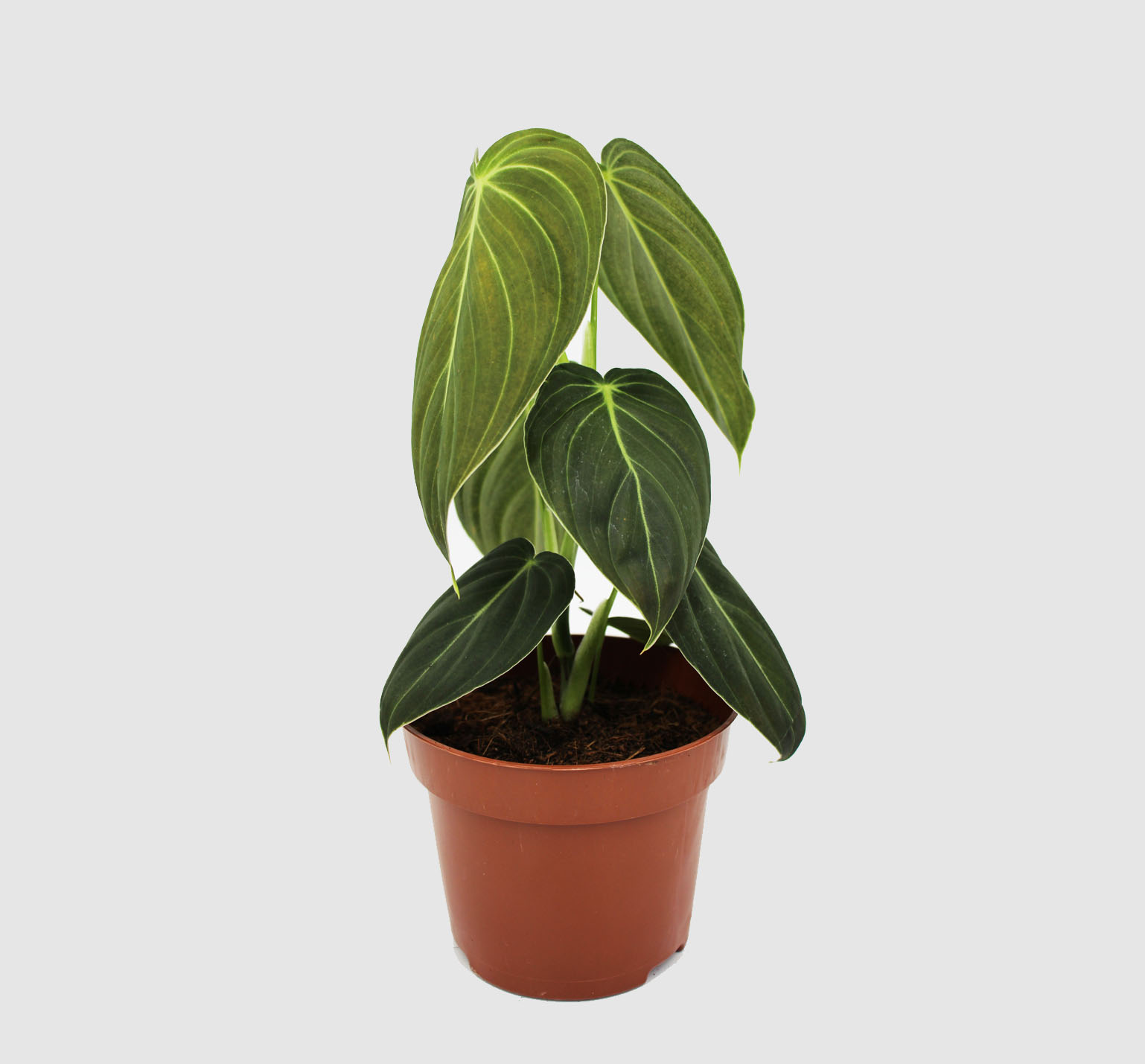 philo. melanochrysum